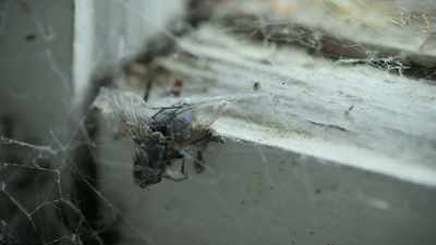 Weirdly, it's only this window
that's a graveyard of insects. - Spooked Scotland