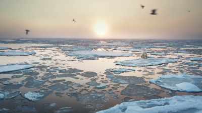 Well adapted to live in the cold... - Frozen Planet II