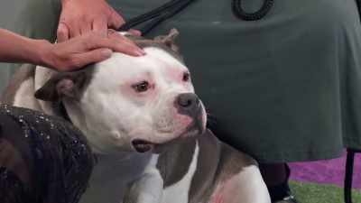 Well, we are doing tiny living,
so we have no room to go, - 2022 American Rescue Dog Show