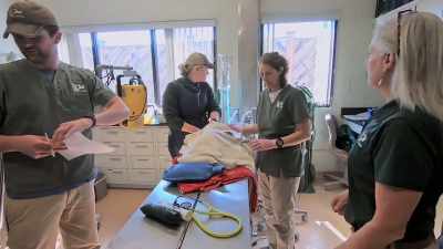 We'll be able to look
at those ribs - Secrets of the Zoo
