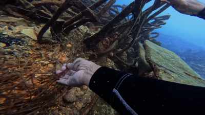Well, we came across, uh, - Protecting Paradise: The Story of Niue