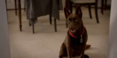 Well, we don't know what to do. - Koko: A Red Dog Story