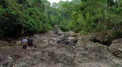 - We'll explore this jungle,
catch the animals, - Kings of Pain