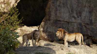 Well, as far as brains go,
I got the lion's share. - The Lion King