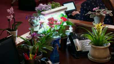 Well, flowers
are very calming, too, - All Rise