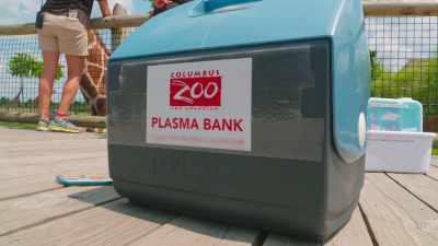 We'll have this plasma
on standby - Secrets of the Zoo