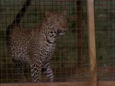Well, here we go. Bronx Zoo next. - Mogambo