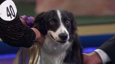 Well, I am excited to see
this superstar do her thing, - 2022 American Rescue Dog Show