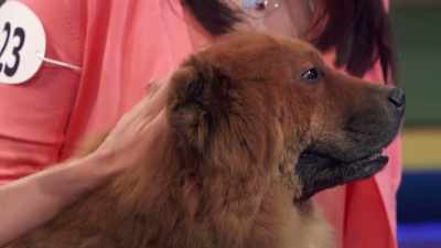 Well, I am very excited and curious - 2022 American Rescue Dog Show