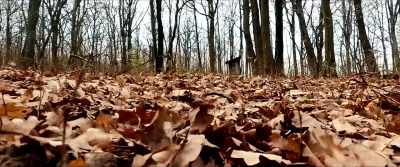 Well, I ended up
running through the woods alone. - Razzennest