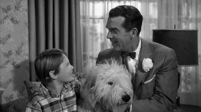 Well I finally got a dog - The Shaggy Dog