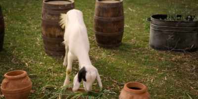 Well, I mean,
Maltese's probably had her fill, so… - La Dolce Villa