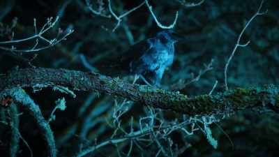 Well, I spy with
my little crow eye... - Scaredy Cats