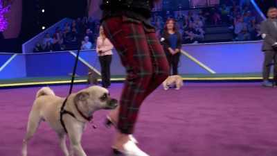 Well, I think
it's traditional at dog shows - 2022 American Rescue Dog Show