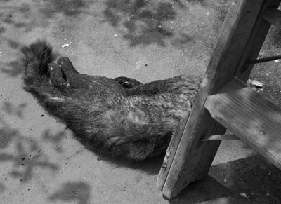 Well I'll be doggoned Look at that - The Postman Always Rings Twice