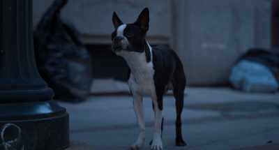 Well, I'm-I'm not a stray,
but yeah, okay. - Strays
