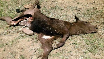 Well, this is a chance
for us to kinda get - Beyond Skinwalker Ranch