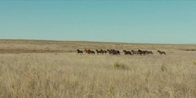 Well, joined up with some mustangs, I see. - 1883