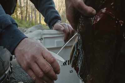 We'll keep them separate,
keep the milt separate from the
eggs. - Artifishal