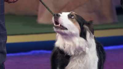 Well, you know, she's a sweetheart, - 2022 American Rescue Dog Show