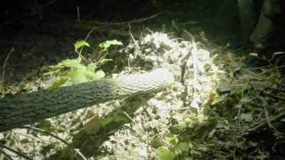 Well, this looks like
it was recently - Expedition Bigfoot