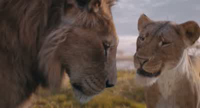 Well maybe I like being a stray you knowNo rules no responsibility - Mufasa: The Lion King