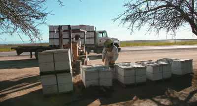 -Well, most beekeepers,
including ourselves -- - The Pollinators