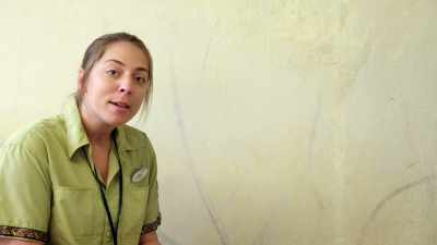 We'll pass it off to our
endocrinology team, - Magic of Disney's Animal Kingdom