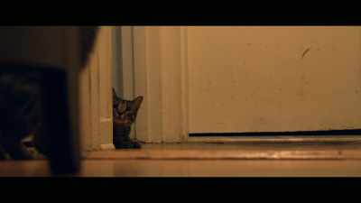 Well, they play and
they're very rough playing, - Cat Daddies