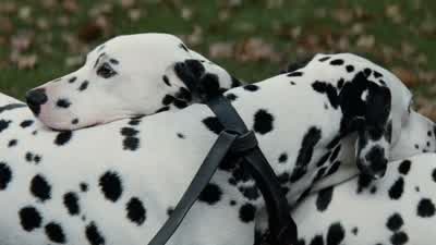 Well, Pongo... - 101 Dalmatians