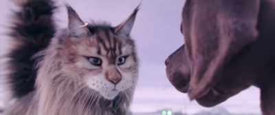 -Well sure, but why would I?
-Because that's where our - Cat and Dog