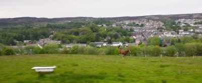 ♪ Well,
The monkey puzzle tree ♪ - Dream Horse