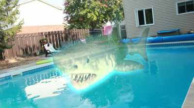Well, there's something
you don't see every day. - Ouija Shark