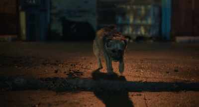 Well, well, well.
What do we have here? - Strays