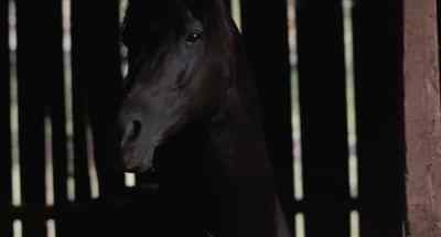 Well, whoever you are... - The Black Stallion