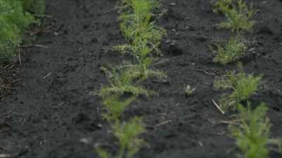 Well, if you look at soil, - A Brief History of the Future