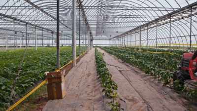 We're a 12-month operation, so we've been
able to cash flow without an operating note, - Food and Country