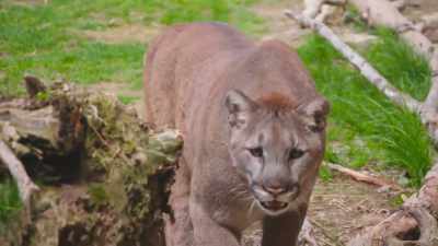 We're definitely moving
in the right direction, - Secrets of the Zoo