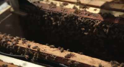We're doing it
because we have to, - The Pollinators