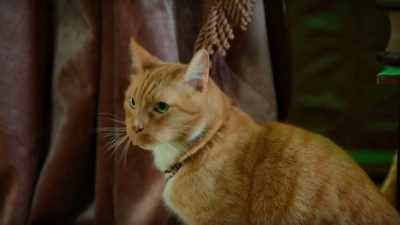 We're downstairs! We give up! - Scaredy Cats
