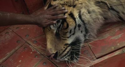 We're dying Richard Parker - Life of Pi