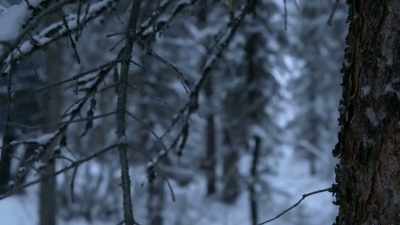 We're going to look for
a nice stand of timber, - Life Below Zero: Next Generation