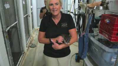 We're going to take them
into our penguin habitat. - Secrets of the Zoo