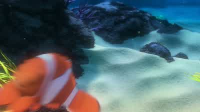 - We're going to swim over this thing. - Finding Nemo