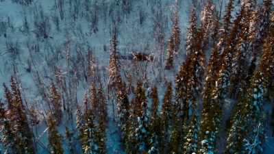 We're gonna try and
hopefully we will be blessed. - Life Below Zero: First Alaskans