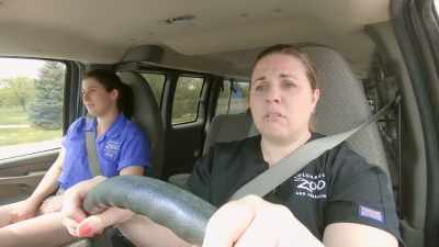 We're headed back to the barn - Secrets of the Zoo
