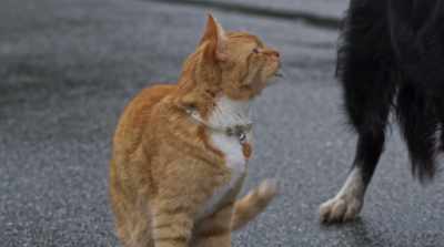 We're in over our head with this
guy. He's in complete command. - Cats & Dogs 3: Paws Unite