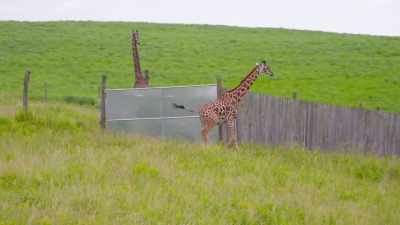 We're in her parturition window, - Secrets of the Zoo