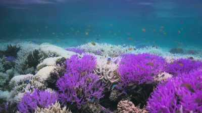 We're just beginning to realise - Attenborough's Life in Colour