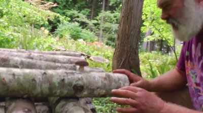 We're letting them rot
with shiitake mushrooms, - Fantastic Fungi